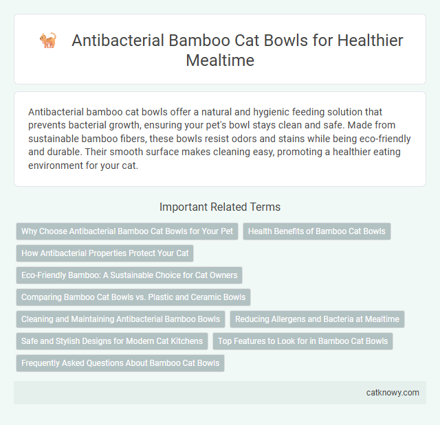 Antibacterial Bamboo Cat Bowls for Healthier Mealtime