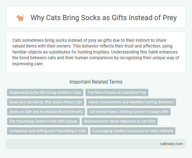 Why Cats Bring Socks as Gifts Instead of Prey