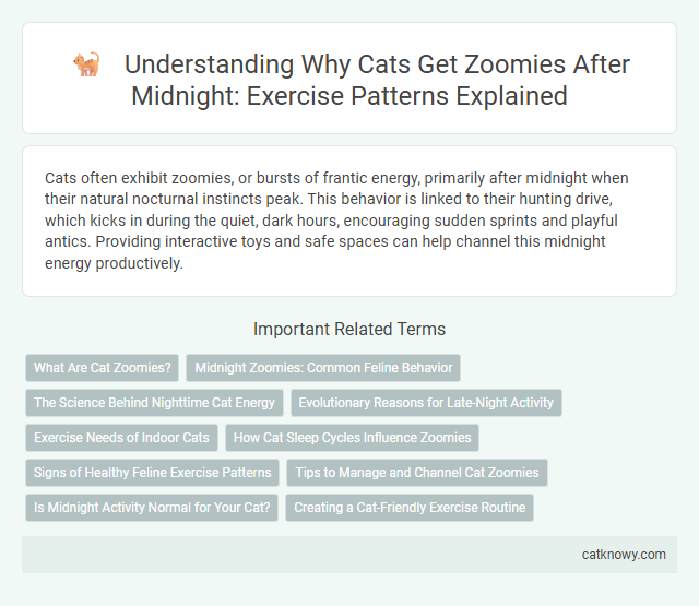 Understanding Why Cats Get Zoomies After Midnight: Exercise Patterns Explained