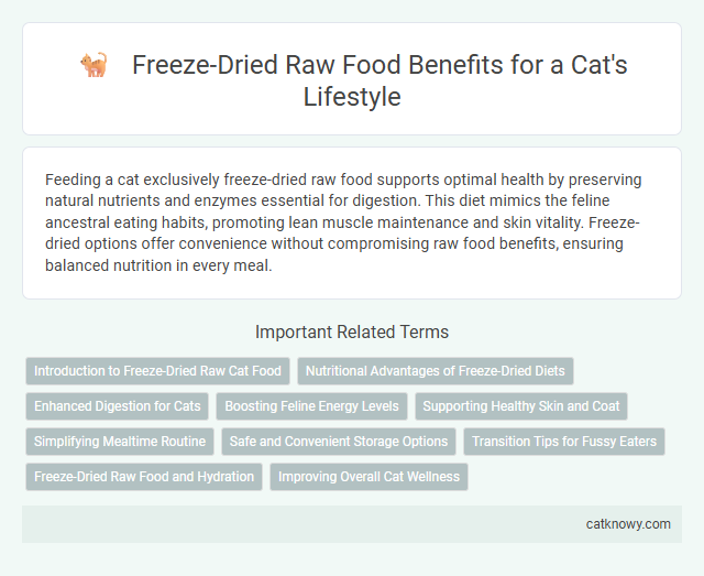 Freeze-Dried Raw Food Benefits for a Cat's Lifestyle