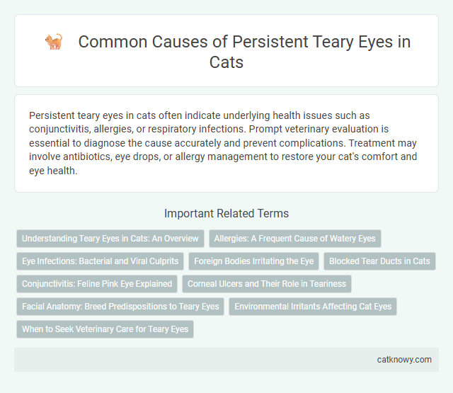 Common Causes of Persistent Teary Eyes in Cats