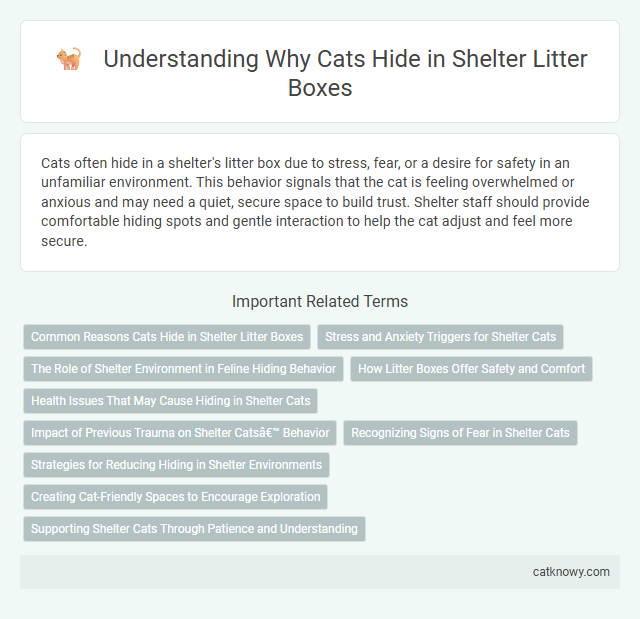 Understanding Why Cats Hide in Shelter Litter Boxes