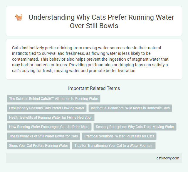 Understanding Why Cats Prefer Running Water Over Still Bowls