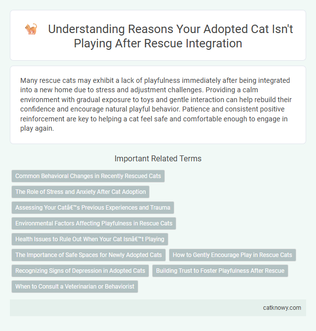Understanding Reasons Your Adopted Cat Isn't Playing After Rescue Integration