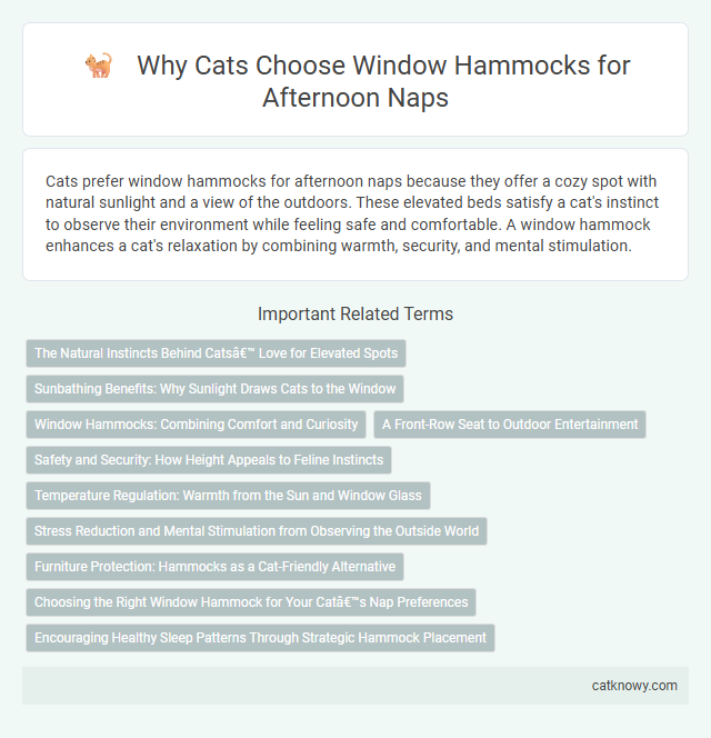 Why Cats Choose Window Hammocks for Afternoon Naps