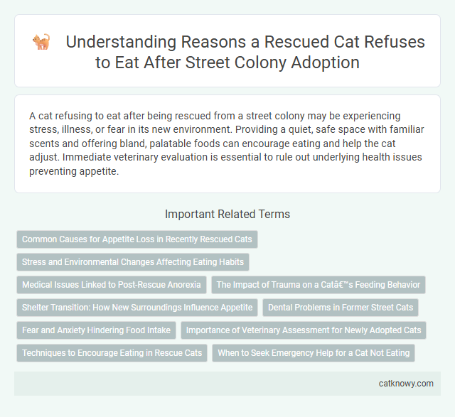 Understanding Reasons a Rescued Cat Refuses to Eat After Street Colony Adoption