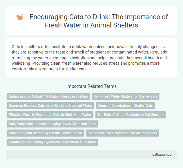 Encouraging Cats to Drink: The Importance of Fresh Water in Animal Shelters
