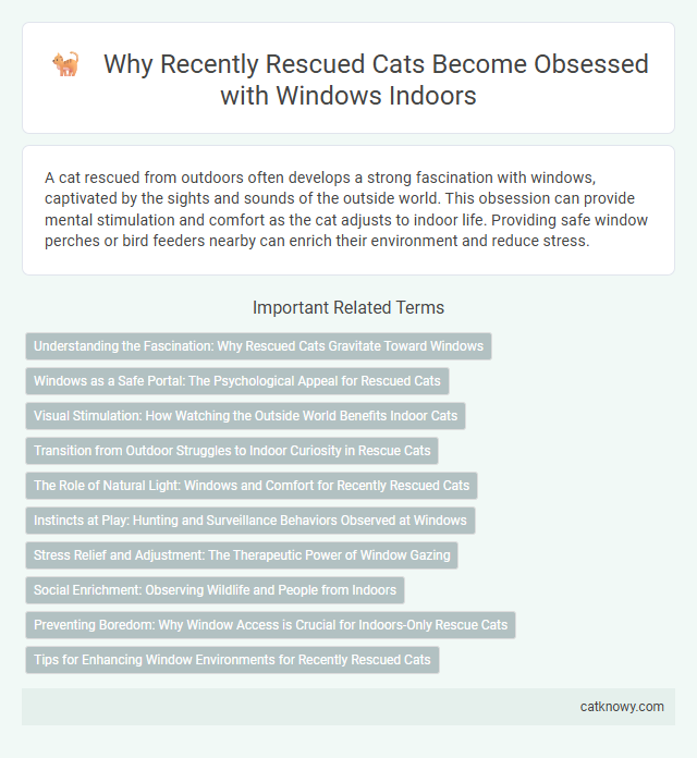 Why Recently Rescued Cats Become Obsessed with Windows Indoors