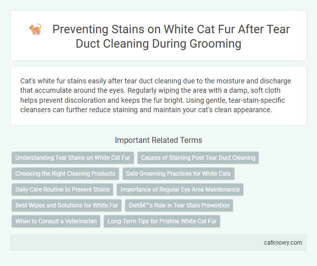 Preventing Stains on White Cat Fur After Tear Duct Cleaning During Grooming