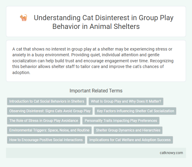 Understanding Cat Disinterest in Group Play Behavior in Animal Shelters