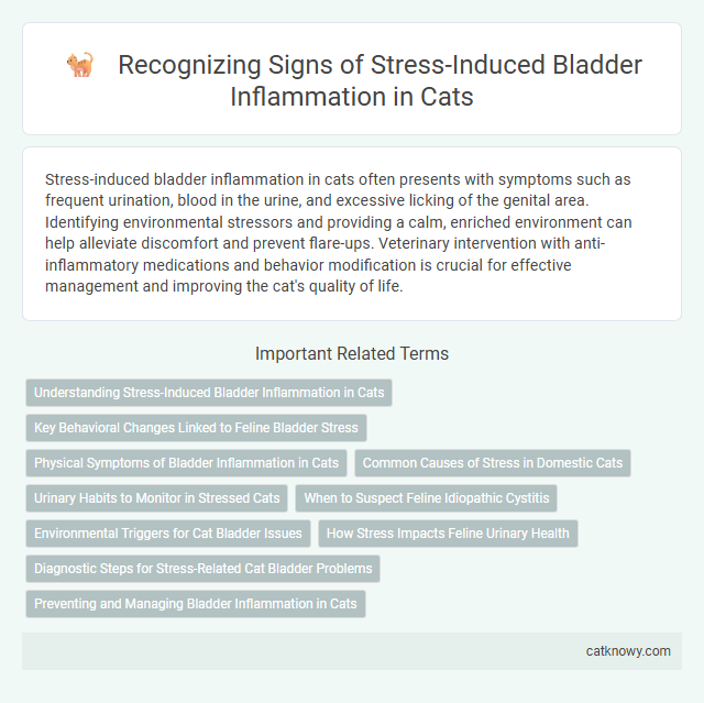 Recognizing Signs of Stress-Induced Bladder Inflammation in Cats