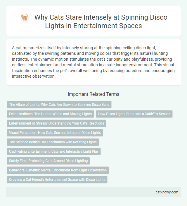 Why Cats Stare Intensely at Spinning Disco Lights in Entertainment Spaces