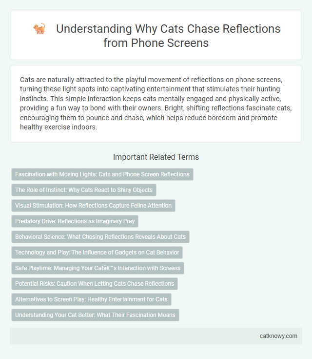 Understanding Why Cats Chase Reflections from Phone Screens