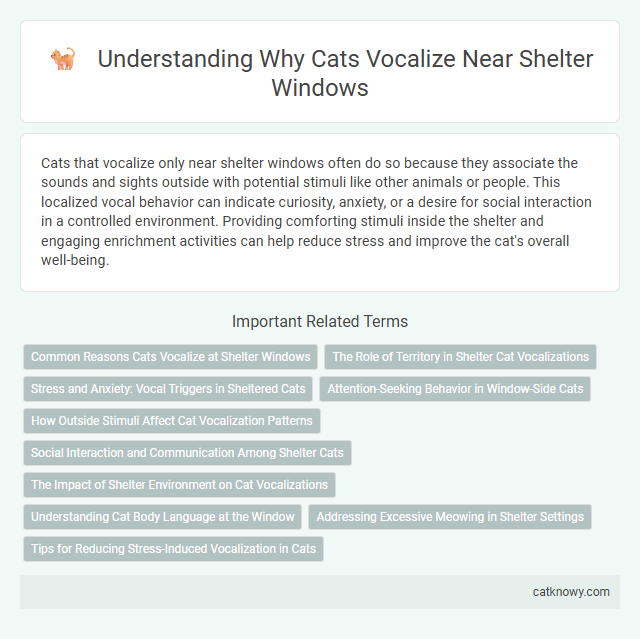 Understanding Why Cats Vocalize Near Shelter Windows