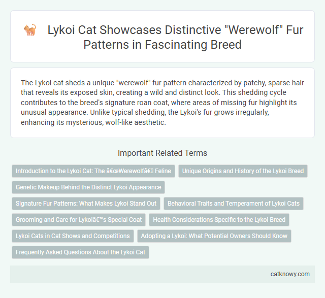 Lykoi Cat Showcases Distinctive Werewolf Fur Patterns in Fascinating Breed