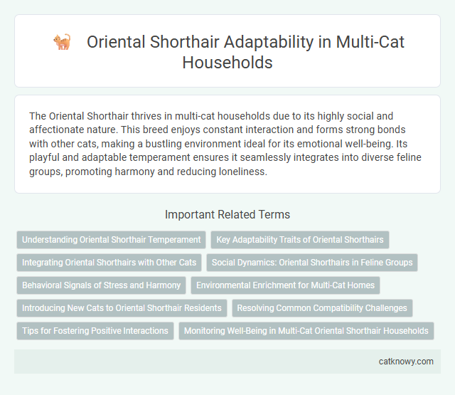 Oriental Shorthair Adaptability in Multi-Cat Households
