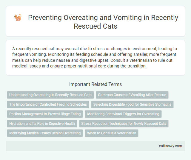 Preventing Overeating and Vomiting in Recently Rescued Cats