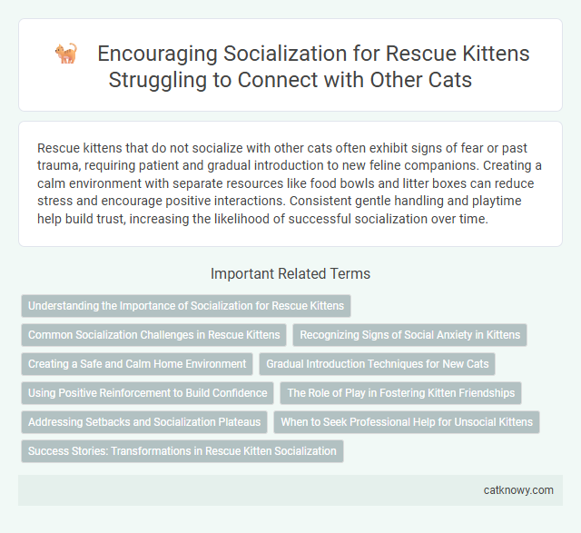 Encouraging Socialization for Rescue Kittens Struggling to Connect with Other Cats