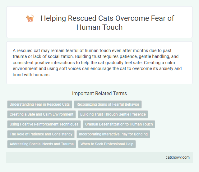 Helping Rescued Cats Overcome Fear of Human Touch