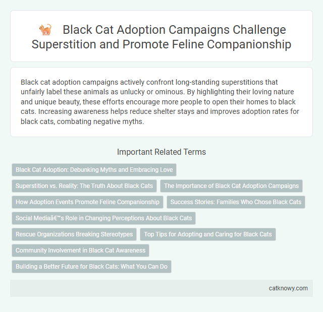 Black Cat Adoption Campaigns Challenge Superstition and Promote Feline Companionship