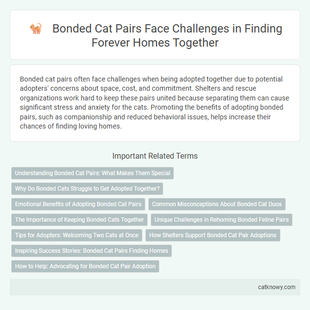 Bonded Cat Pairs Face Challenges in Finding Forever Homes Together