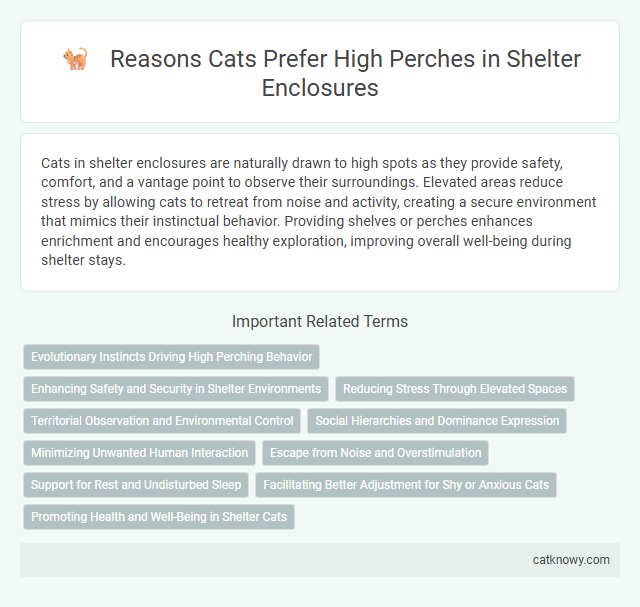 Reasons Cats Prefer High Perches in Shelter Enclosures