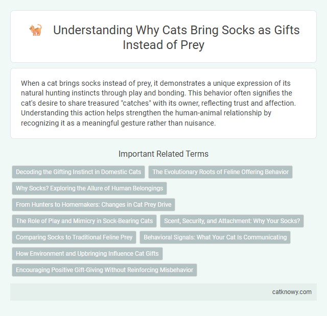 Understanding Why Cats Bring Socks as Gifts Instead of Prey