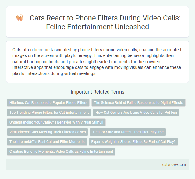 Cats React to Phone Filters During Video Calls: Feline Entertainment Unleashed