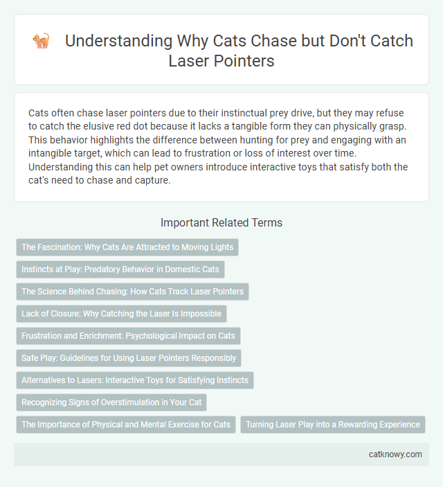 Understanding Why Cats Chase but Don't Catch Laser Pointers