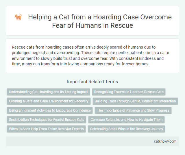 Helping a Cat from a Hoarding Case Overcome Fear of Humans in Rescue