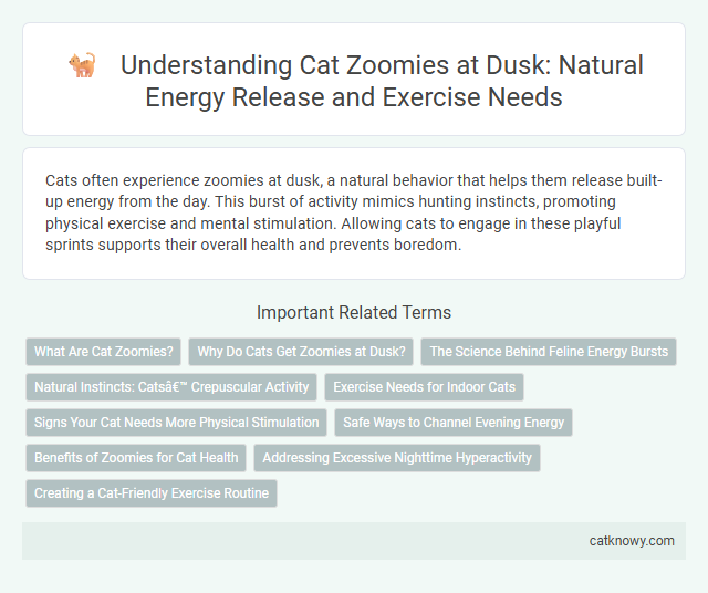 Understanding Cat Zoomies at Dusk: Natural Energy Release and Exercise Needs