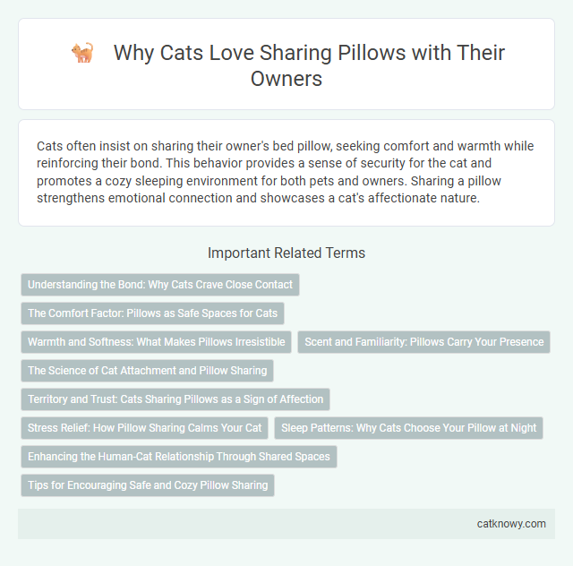 Why Cats Love Sharing Pillows with Their Owners
