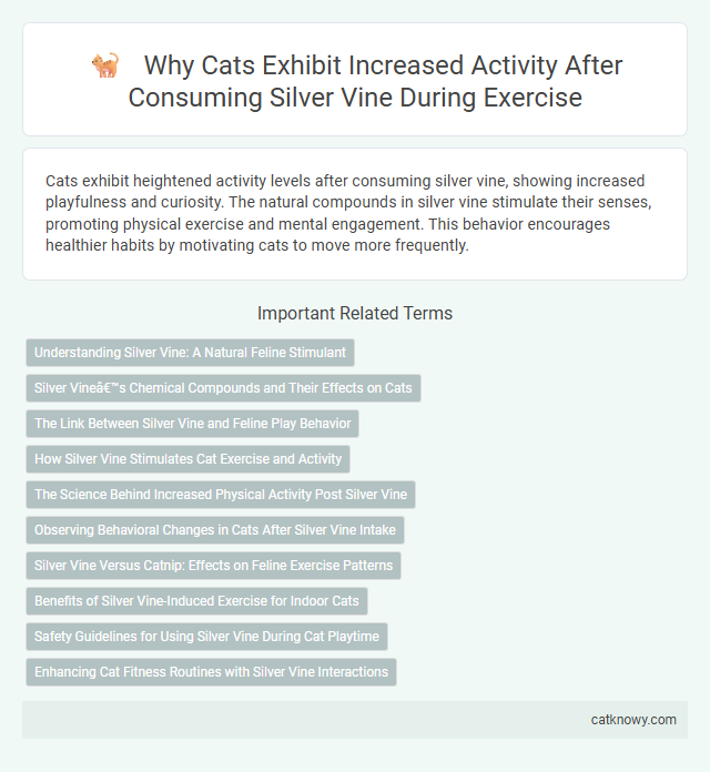 Why Cats Exhibit Increased Activity After Consuming Silver Vine During Exercise