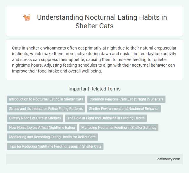 Understanding Nocturnal Eating Habits in Shelter Cats