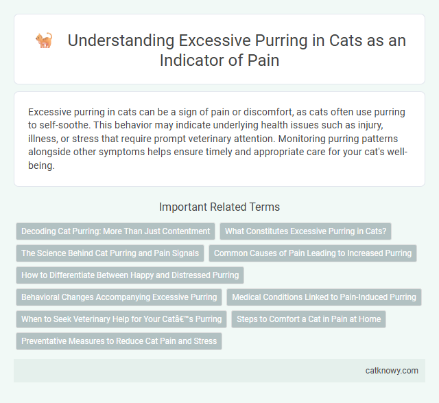 Understanding Excessive Purring in Cats as an Indicator of Pain