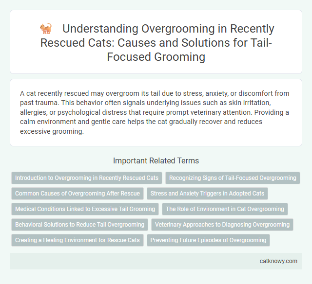 Understanding Overgrooming in Recently Rescued Cats: Causes and Solutions for Tail-Focused Grooming