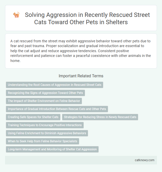 Solving Aggression in Recently Rescued Street Cats Toward Other Pets in Shelters