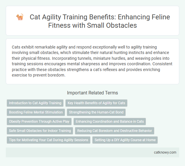 Cat Agility Training Benefits: Enhancing Feline Fitness with Small Obstacles