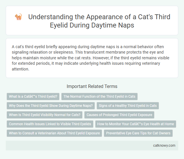 Understanding the Appearance of a Cat's Third Eyelid During Daytime Naps