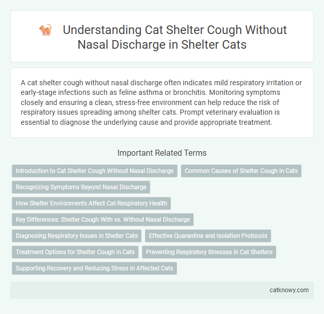Understanding Cat Shelter Cough Without Nasal Discharge in Shelter Cats