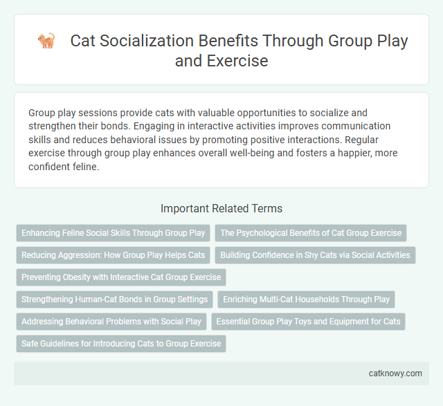 Cat Socialization Benefits Through Group Play and Exercise