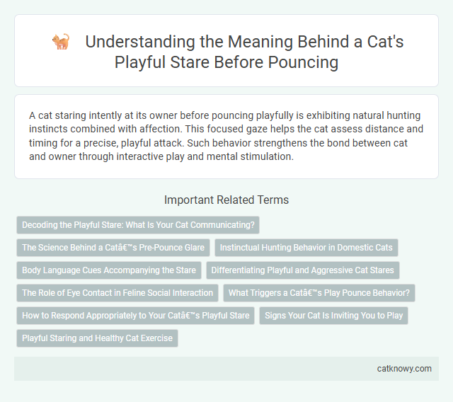 Understanding the Meaning Behind a Cat's Playful Stare Before Pouncing