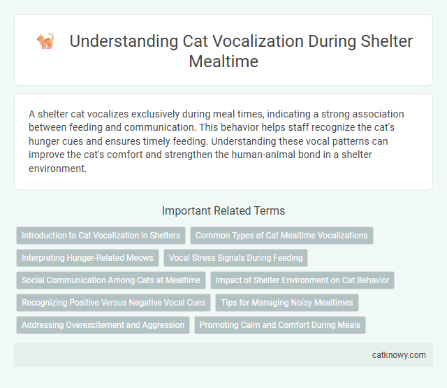 Understanding Cat Vocalization During Shelter Mealtime