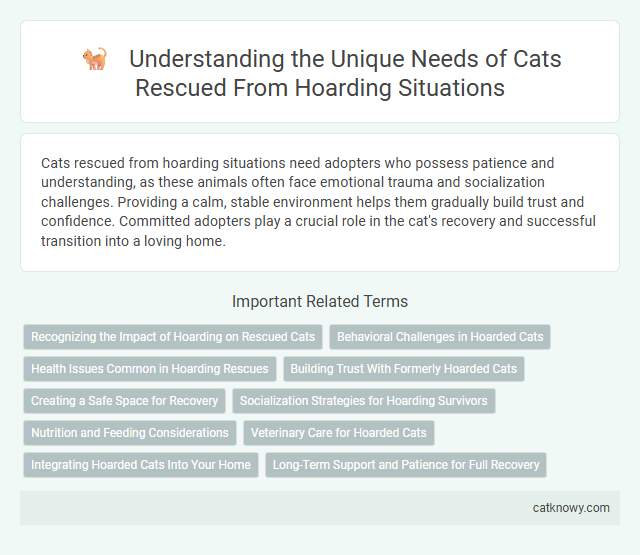 Understanding the Unique Needs of Cats Rescued From Hoarding Situations