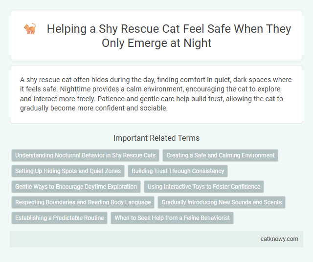 Helping a Shy Rescue Cat Feel Safe When They Only Emerge at Night