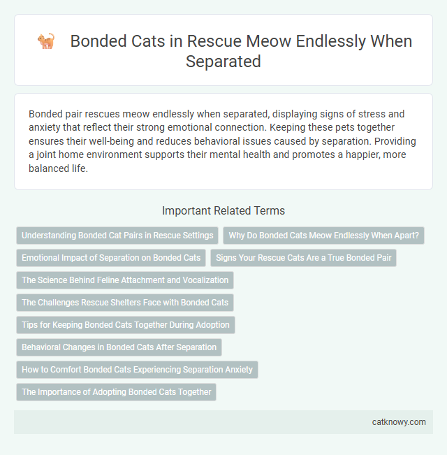 Bonded Cats in Rescue Meow Endlessly When Separated
