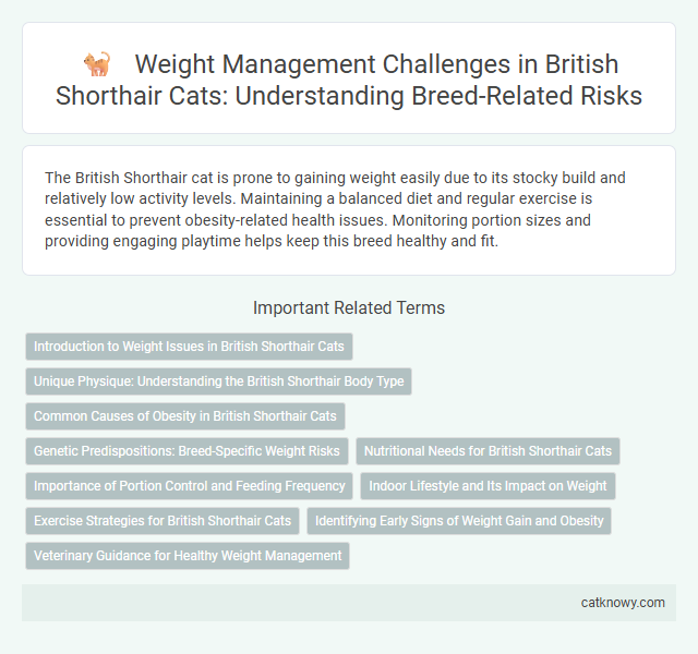 Weight Management Challenges in British Shorthair Cats: Understanding Breed-Related Risks