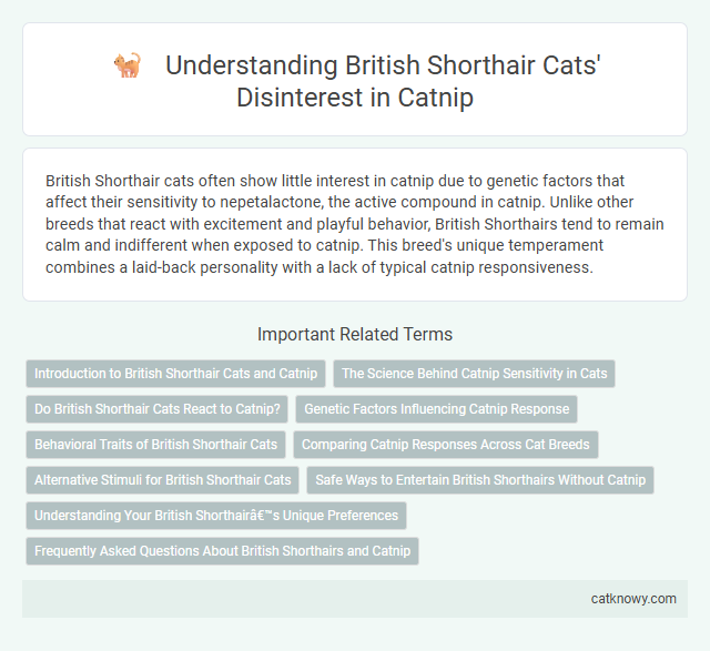 Understanding British Shorthair Cats' Disinterest in Catnip