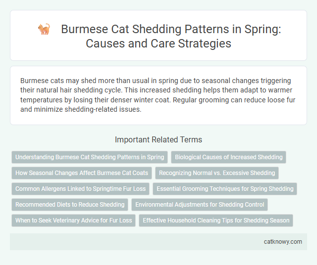 Burmese Cat Shedding Patterns in Spring: Causes and Care Strategies