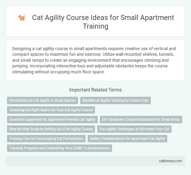 Cat Agility Course Ideas for Small Apartment Training